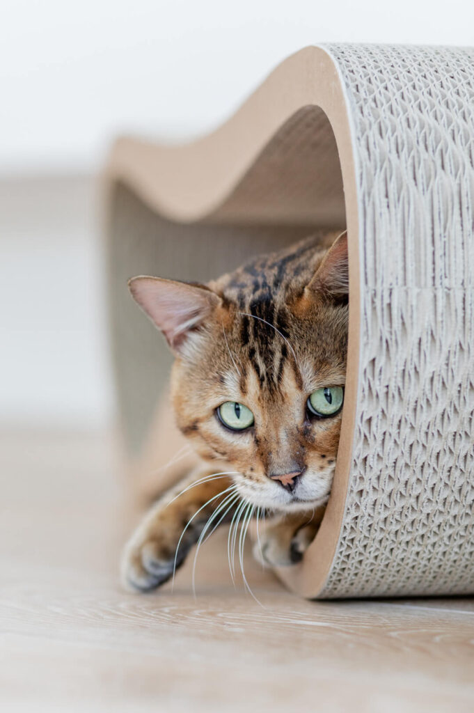 Gato toalete jogo de treinamento caixa de areia filhote de