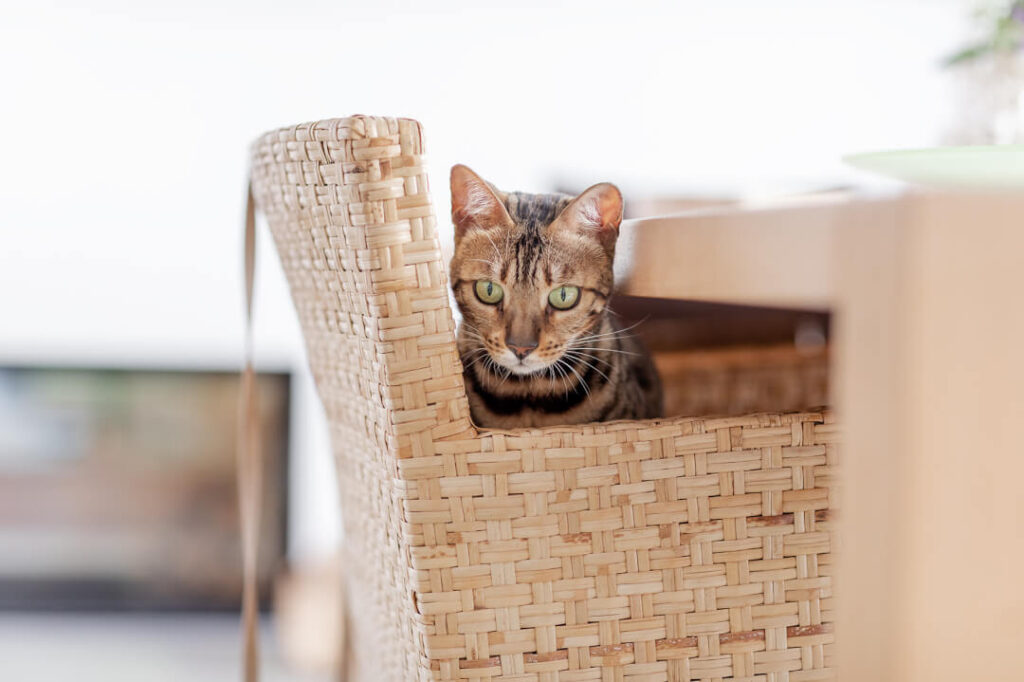 10 lugares para esconder a caixa de areia de gato e manter o décor