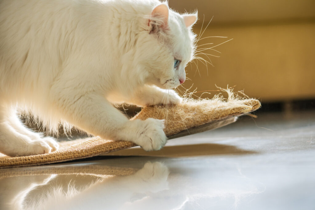 Aqui está como treinar seu gato a não arranhar