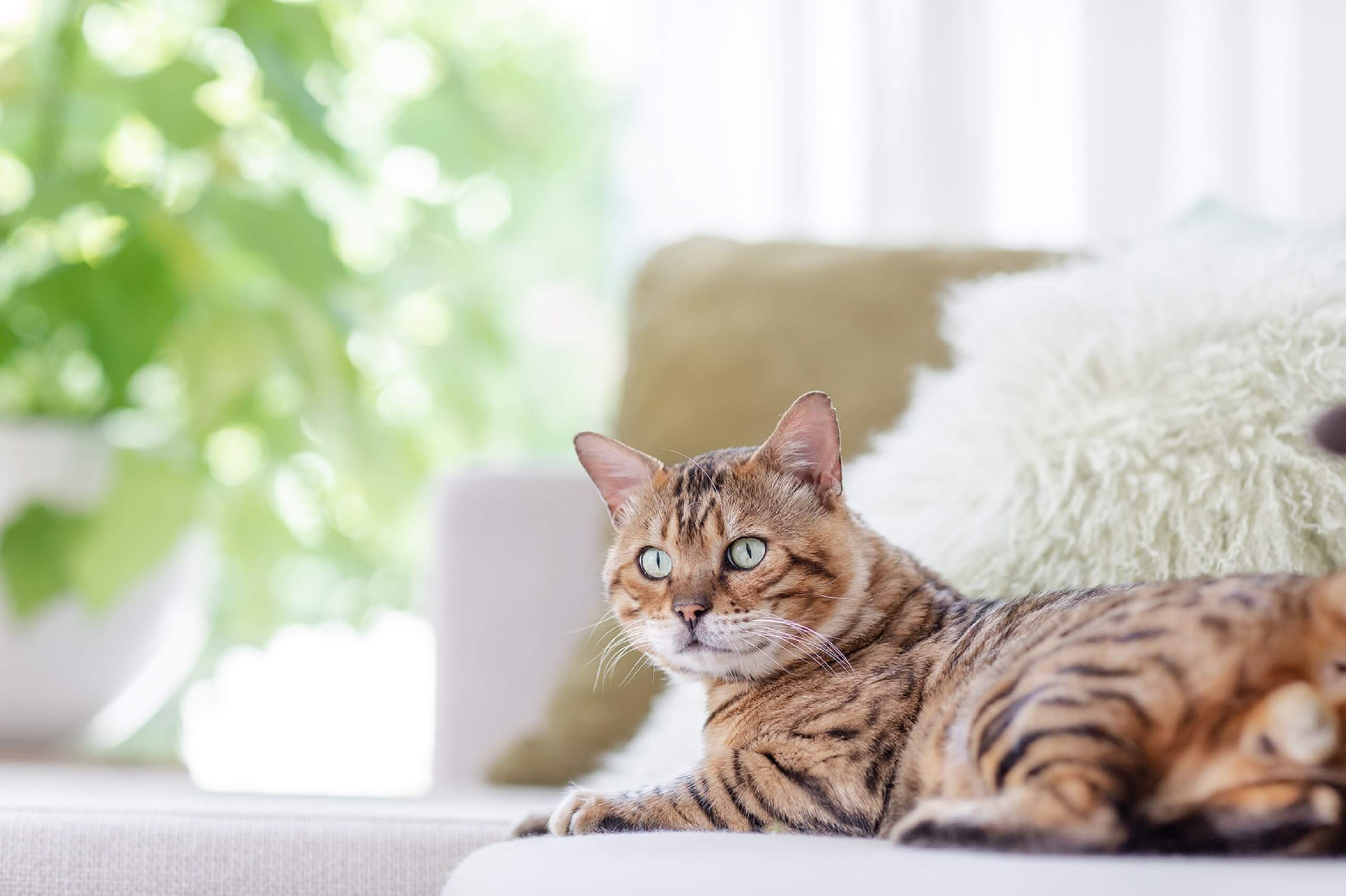 Como treinar seu gatinho para usar a caixa de areia? - 🐾 Blog da