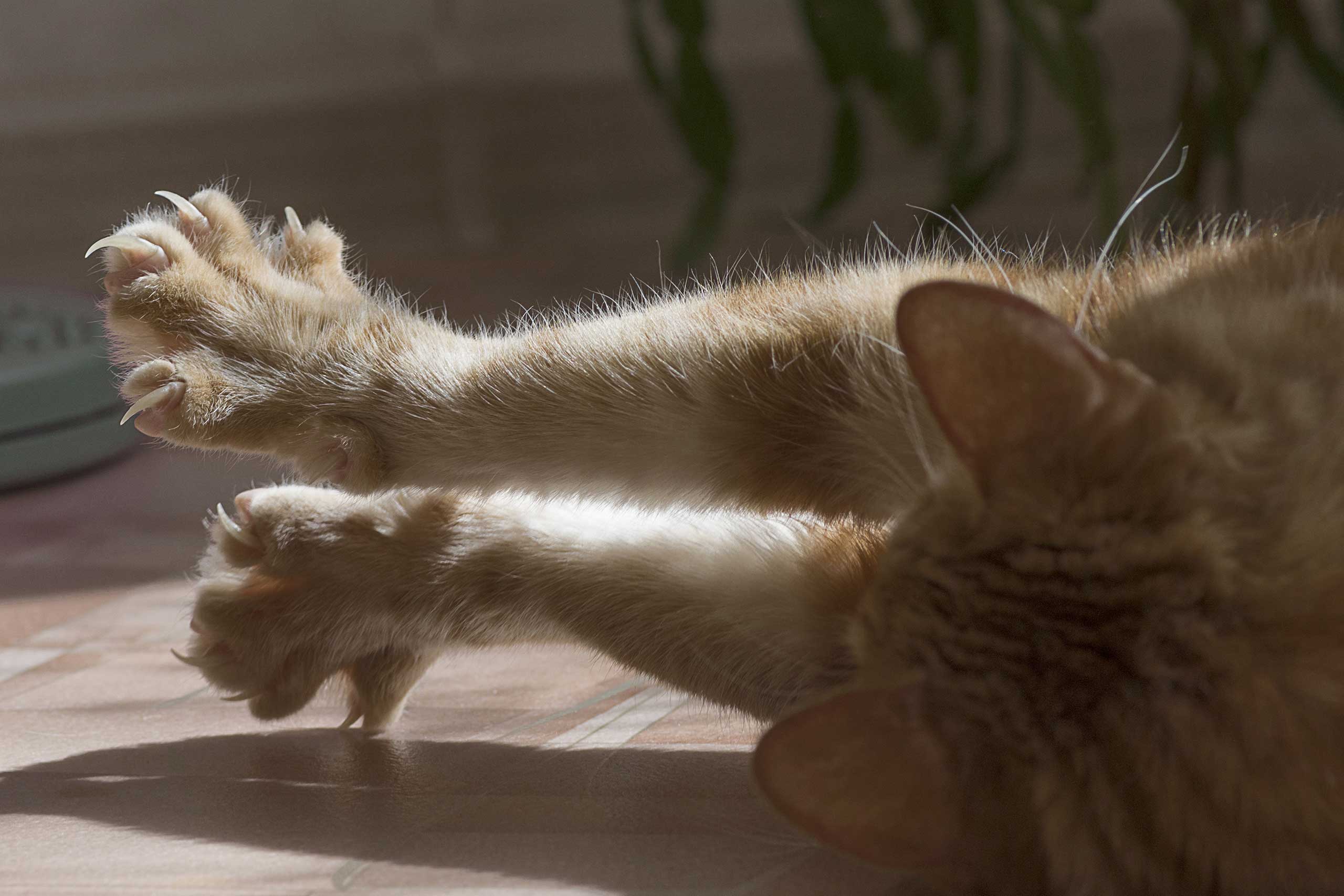 Compre Brinquedo de gato de raspão de gato de raspão de gato